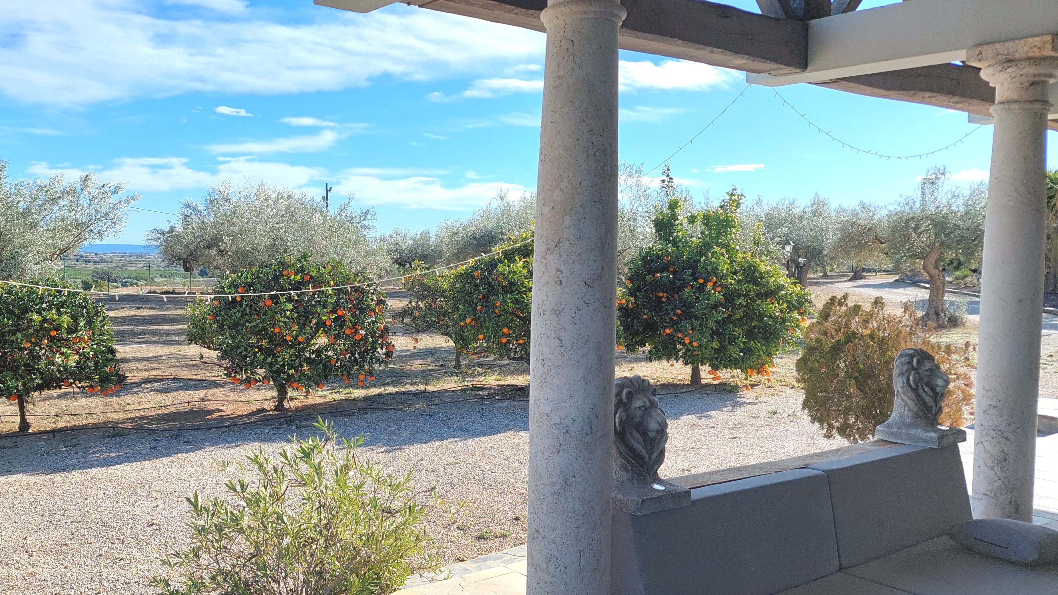 Zicht op de sinaasappelbomen en Olijfboomgaard