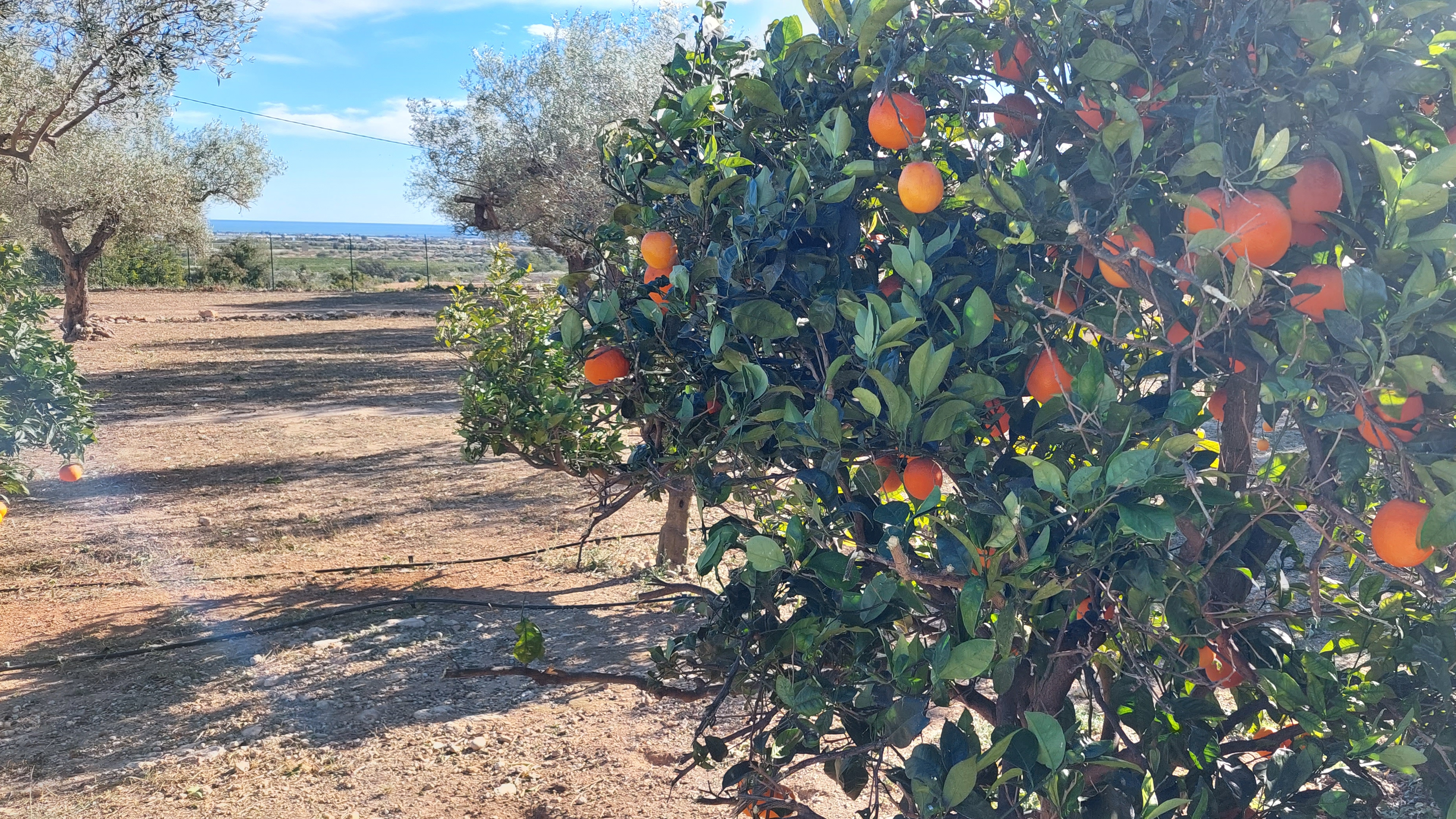 Zeezicht voorbij de sinaasappelbomen
